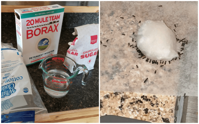 Ant ants borax traps