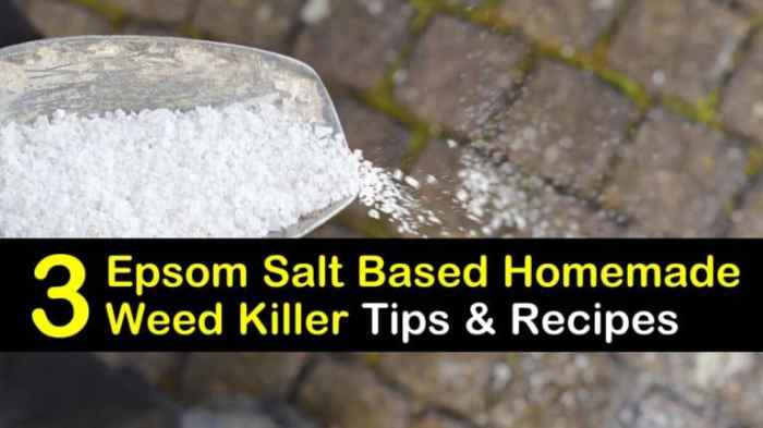 Weed killer homemade weeds vinegar dawn salt make diy cider garden spray apple soap dish goat head budgetsavvydiva mix gallon