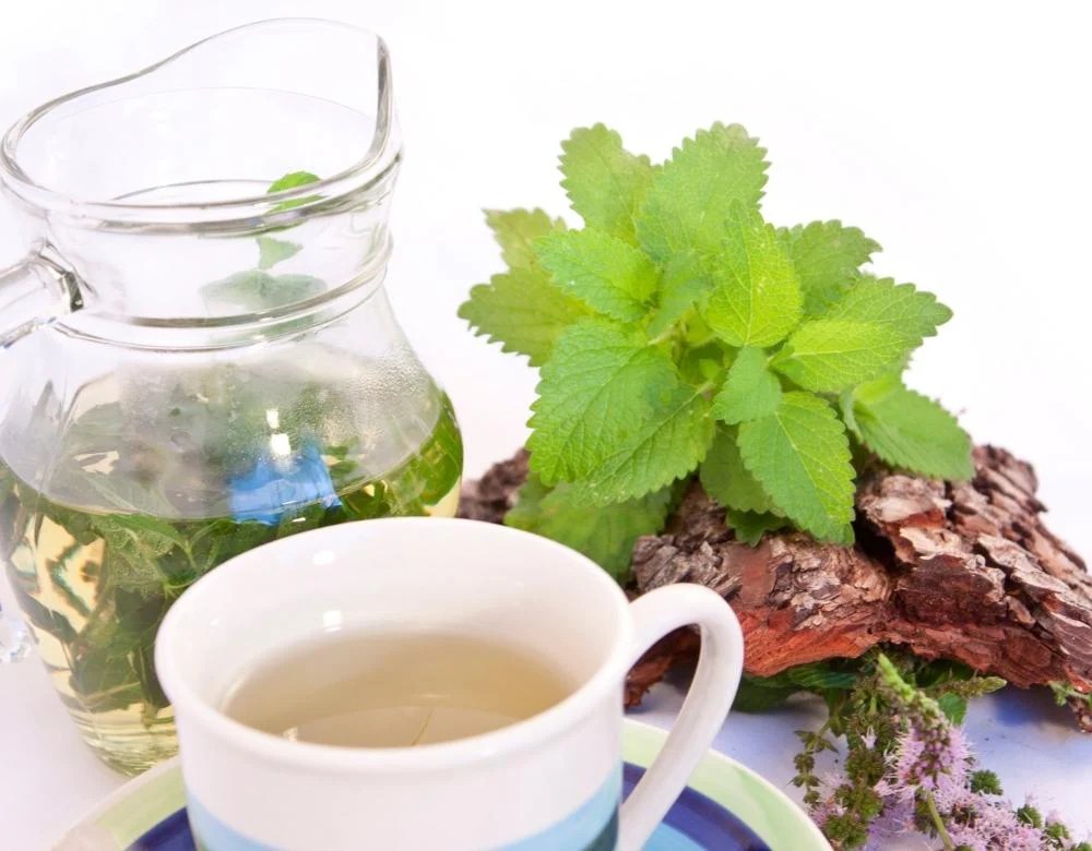 Lemon balm recipe for weight loss